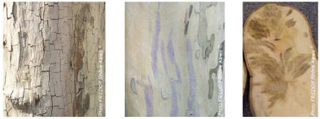 La disparition du feuillage, l’écorce grise et craquelée, ou les taches violettes le long du tronc sont des indicateurs d’une