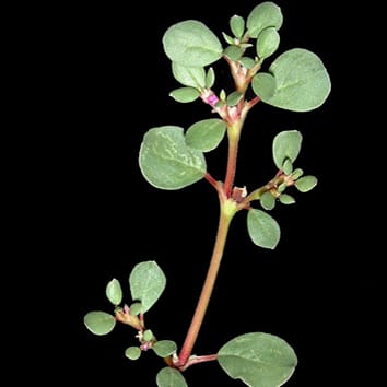 PEP-CK recruitment in C4 photosynthesis of eudicots