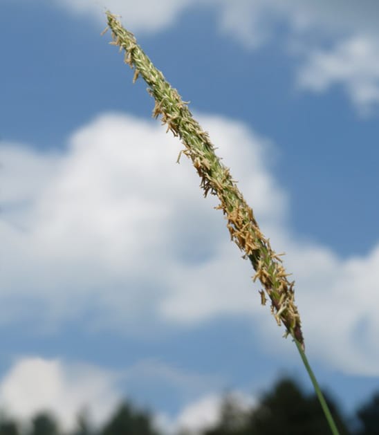 Direct effect of herbicide-resistance alleles on seed germination