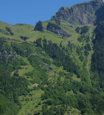 Pollen-mediated gene flow along an altitudinal gradient