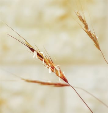 Chromosome evolution in marginal Aegilops speltoides populations (Review)