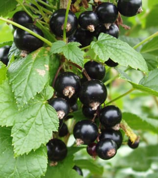 Ascorbic acid accumulation in Ribes fruit