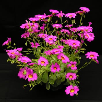 Modelling temperature, photoperiod and vernalization to predict flowering