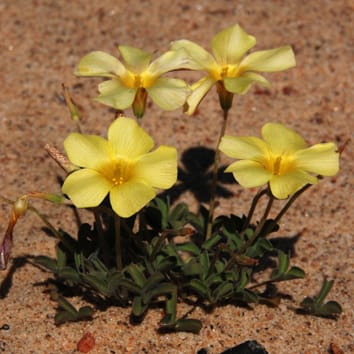 High ploidy diversity and cytotype distribution in Oxalis