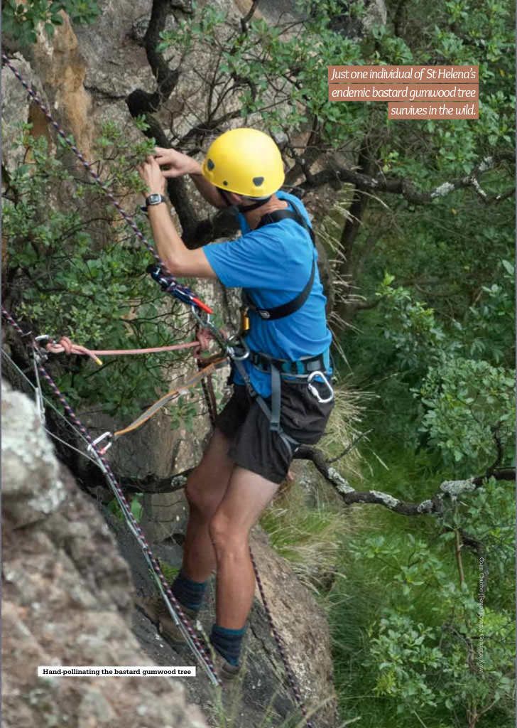 The Bastard Gumwood Tree receives a visitor in the State of Nature report.