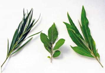 Constitutive and herbivore-induced plant volatiles differentially attract an omnivorous biocontrol agent