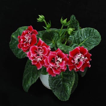 Flowering time control by miR159 in gloxinia