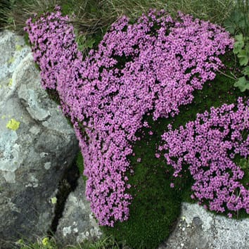 Characterization of longevity in Silene seeds