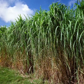 Chilling-shock responses in Miscanthus