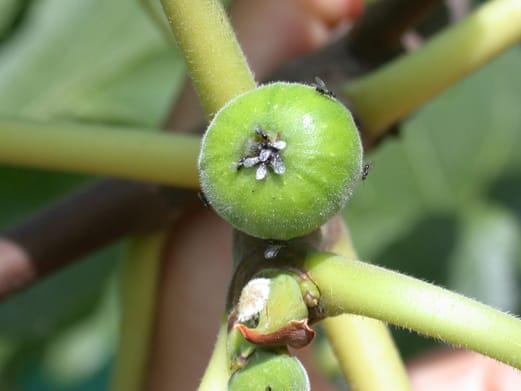 Des blastophages cherchant à entrer dans une figue pour polliniser les fleurs