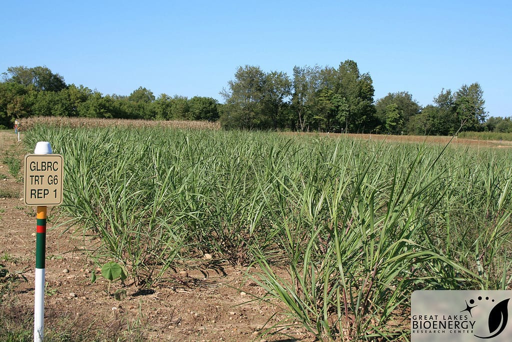 Miscanthus growing