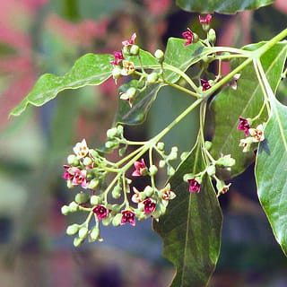 Saving the East Indian sandalwood tree