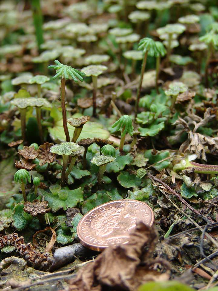 Marchantia polymorph
