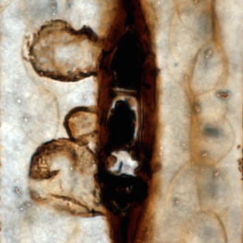 Tylosis formation in a fossil conifer