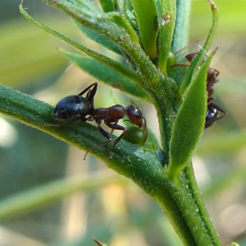 Highlight on diversity, ecology and evolution of extrafloral nectaries