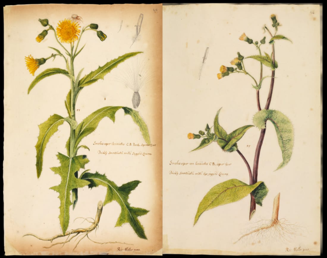 Illustration from British grasses and wildflowers by Richard Waller