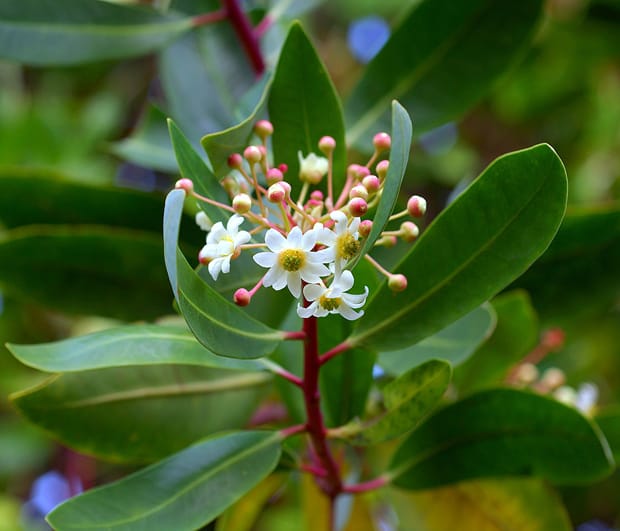 Image: Eric Hunt/Wikimedia Commons.