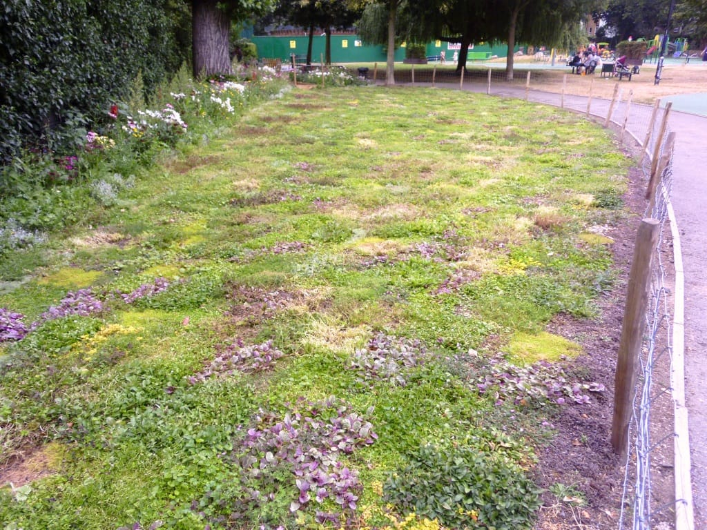 A grass-free lawn at Avondale Park