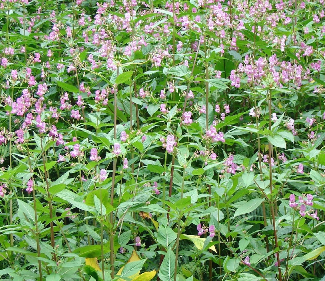 A competitive environment: a dense stand of Himalayan Balsam (Impatiens glandulifera).