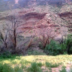 Radial growth and herbivory-induced mortality in Tamarix