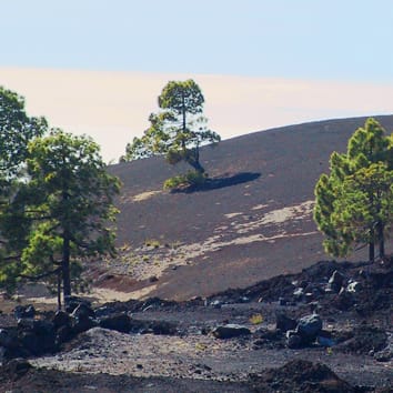 Hydraulic adjustment in a pine species across its range