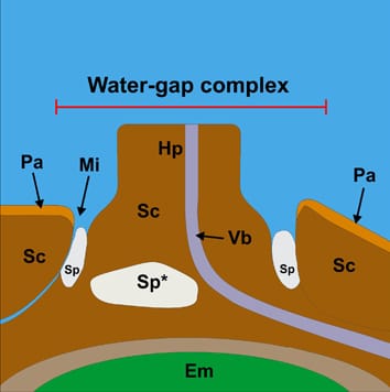 Water-gap complexes in species with physical dormancy