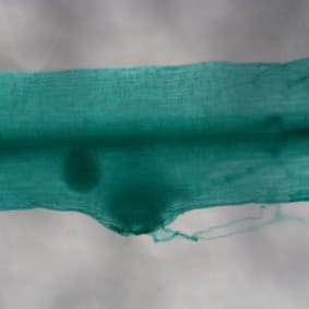 Nodulation in the crotalarioid Lotononis s.l. clade (Research in Context)