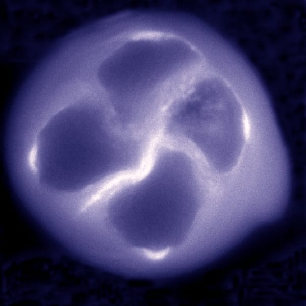 Microsporogenesis of monosulcate pollen grains in monocots