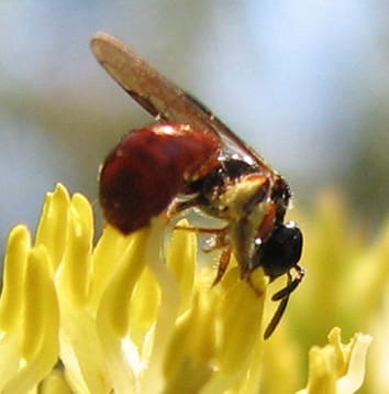 Pollination syndromes in Australian epacrids
