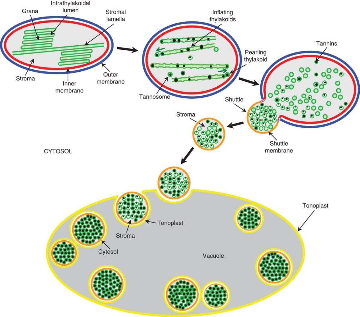 How the Tannosome works.