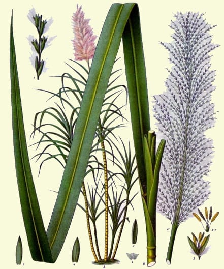 Image: Franz Eugen Köhler, Köhler’s Medizinal-Pflanzen. Gera-Untermhaus, 1897.