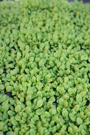 Arabidopsis thalania seedlings
