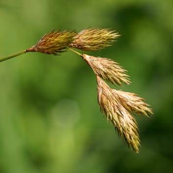 Species coherence in a cytogenetically diverse sedge