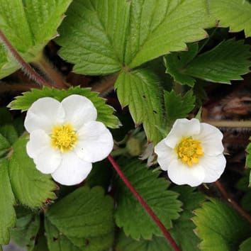 Maternal sex effects and inbreeding depression Fragaria