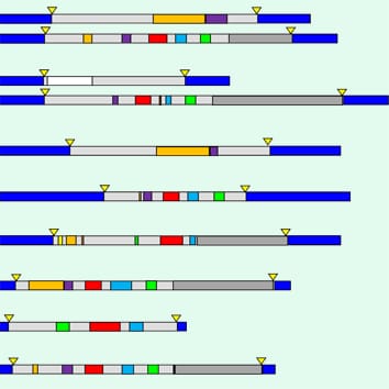 Repetitive component of the peanut A genome