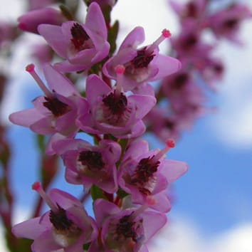 Cold-avoidance germination in Calluna vulgaris