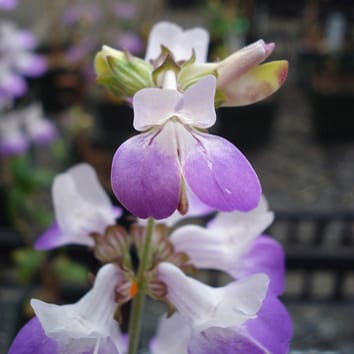 Floral longevity and autonomous selfing in Collinsia