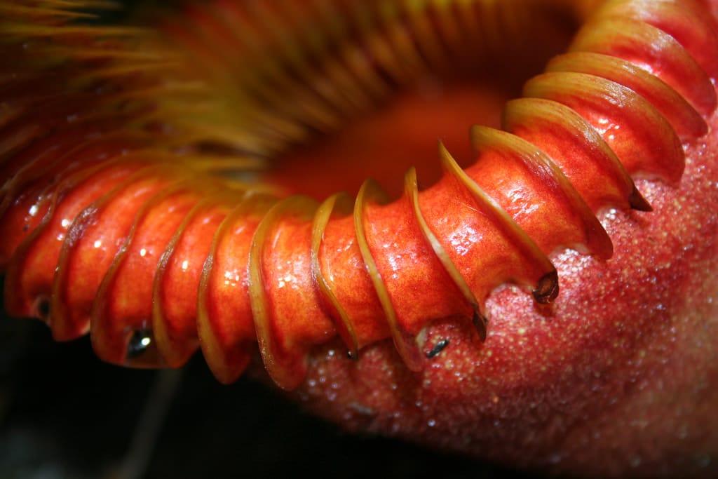 La trampa de una planta jarro