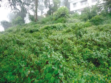 Impact of nitrogen availability and soil communities on biomass accumulation of an invasive species