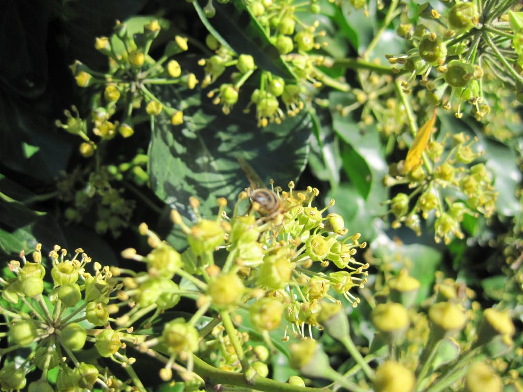 Insects on ivy flowers