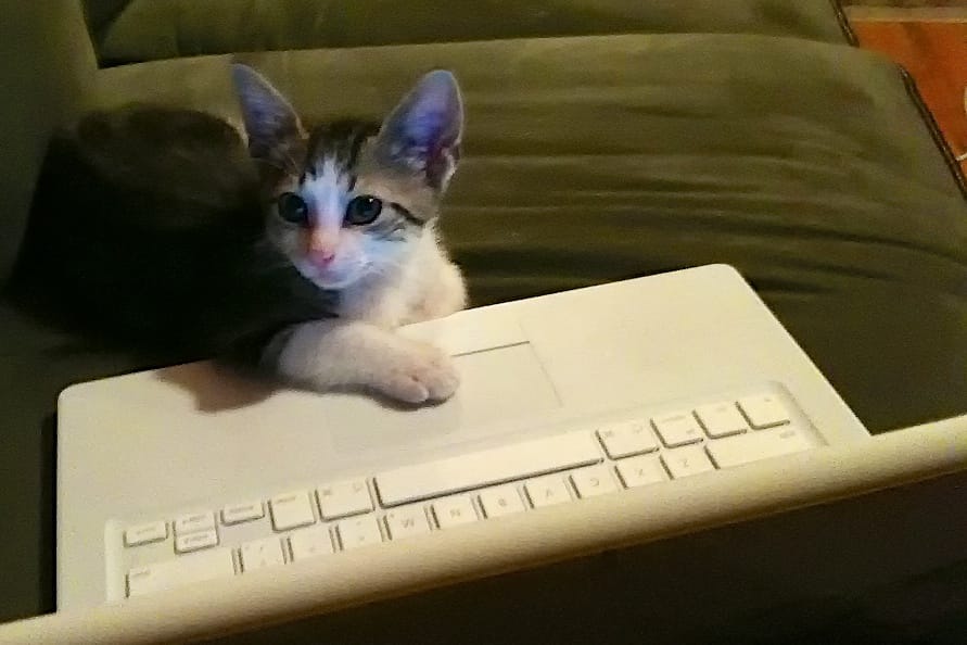 Kitteh on the computer