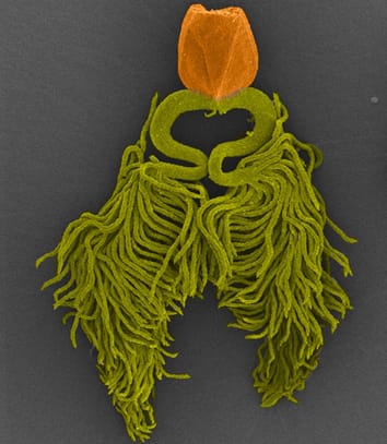 Apomixis in Paspalum (Review)