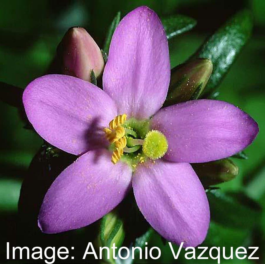 Environmental and genetic effects on a cline in seed dormancy