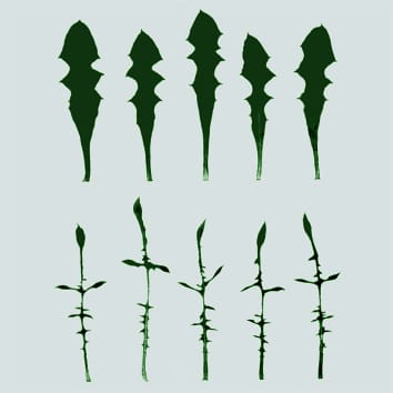 Mating system and adaptive potential for leaf morphology