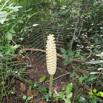 Odour emission, thermogenesis and pollination in cycad cones