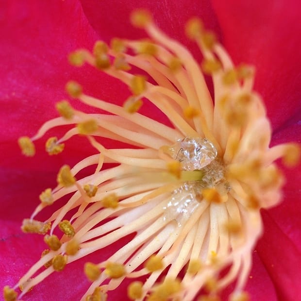 Image: Wikimedia Commons.