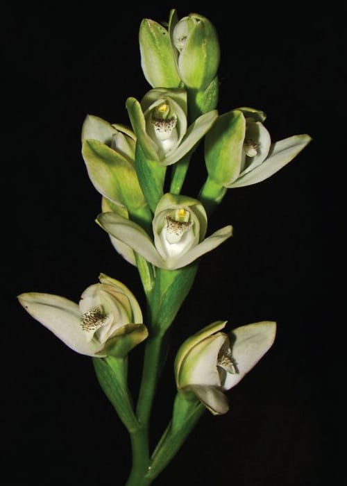 Chloraea membranacea