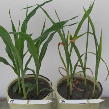 Flooding tolerance in interspecific introgression lines in Zea