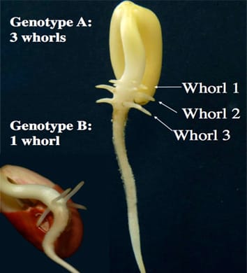 Basal root whorl number and P acquisition