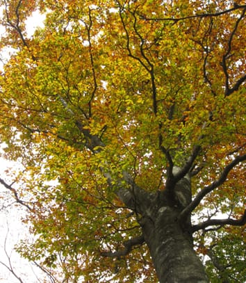 Avoidance of ozone-induced stress via stomatal closure